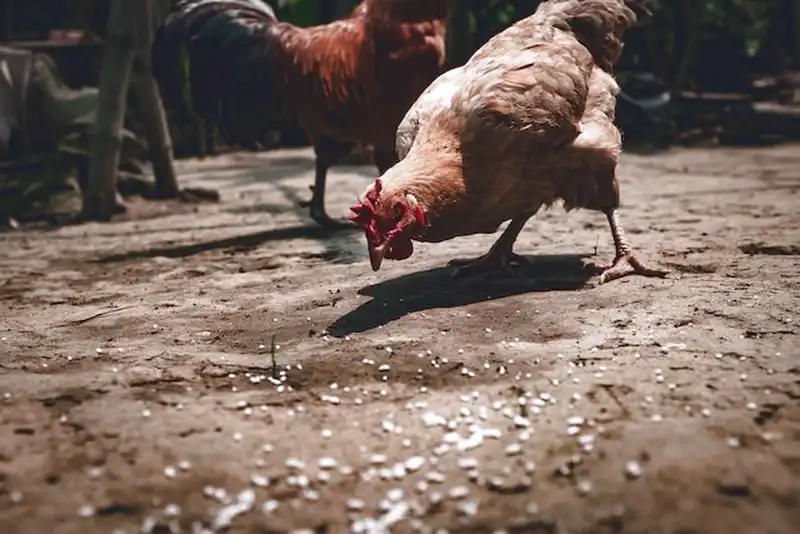 alimentación de los pollos