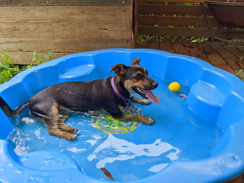 Hund pool