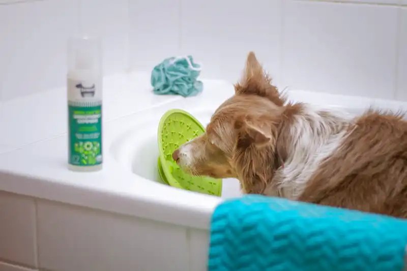 shampoo cão