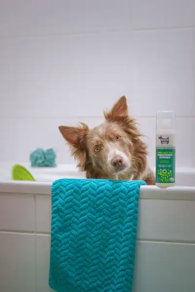 shampoo cão