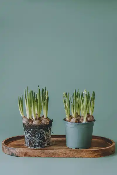 bulbos de jacinto