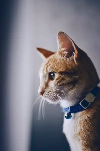 macska nyakörv