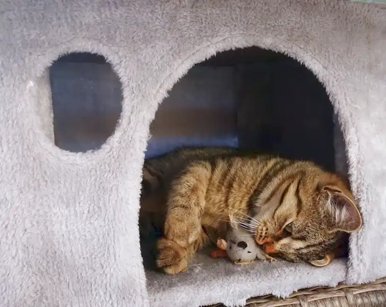 Casetta per gatti all'aperto
