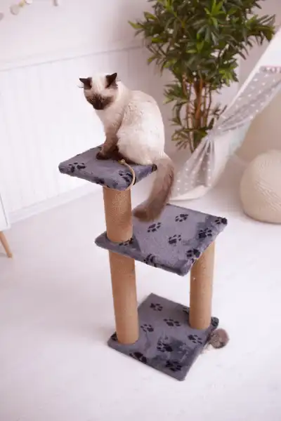griffoir Cat
