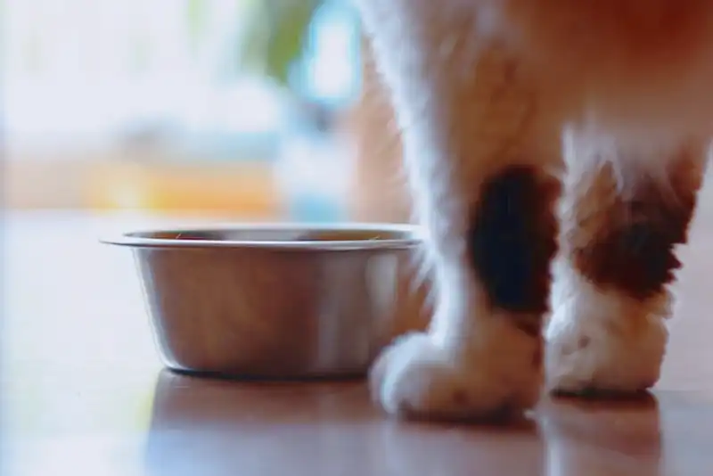 Macskák nedves étel
