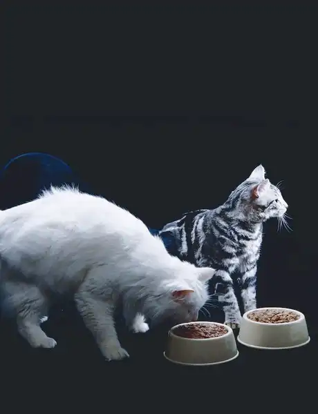Macskák nedves étel