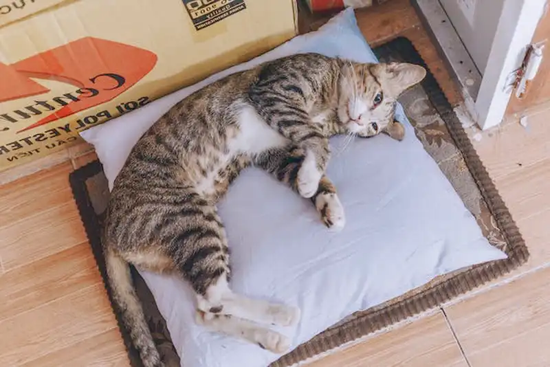 macskaalom szőnyeg