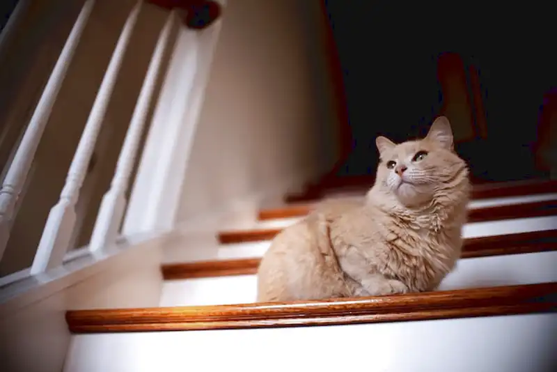 escadas de gato