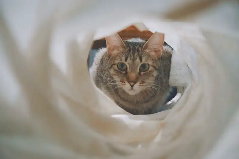 macska alagút