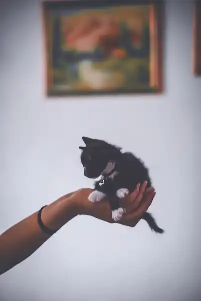 Kitten Nassfutter