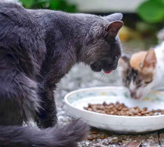 Nourriture sèche pour chaton