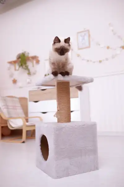 scratching Post