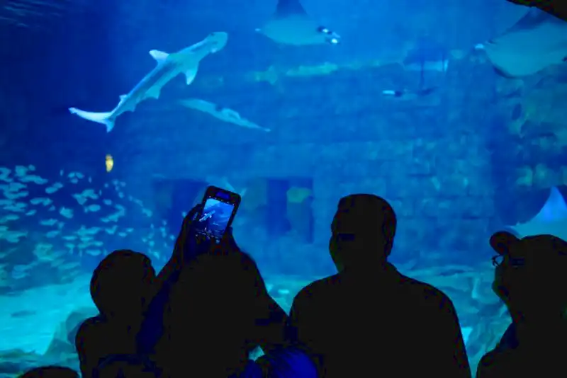 Iluminação LED aquário