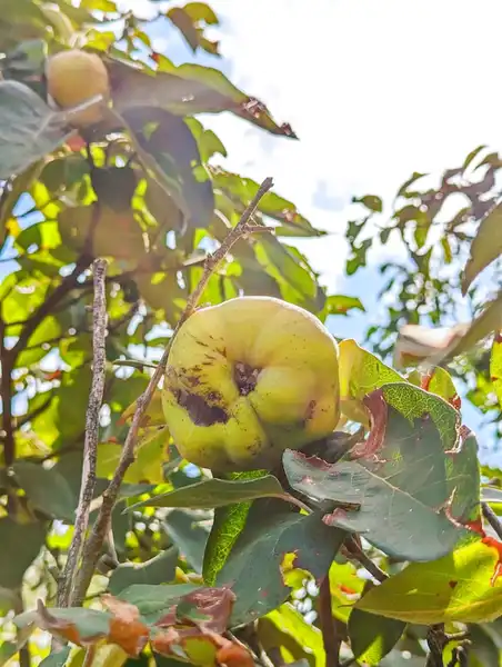 albero di mele cotogne