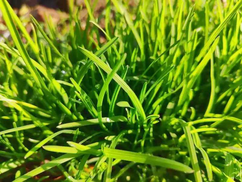Nasiona trawnika