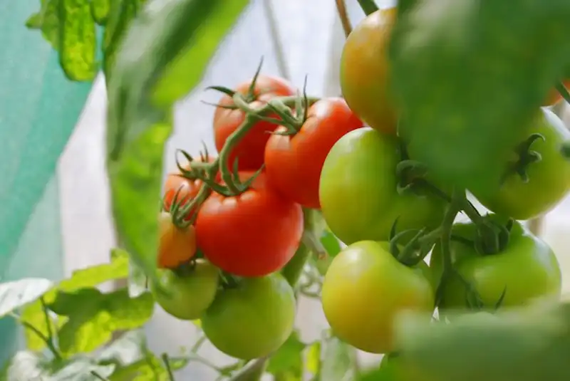 トマトの肥料