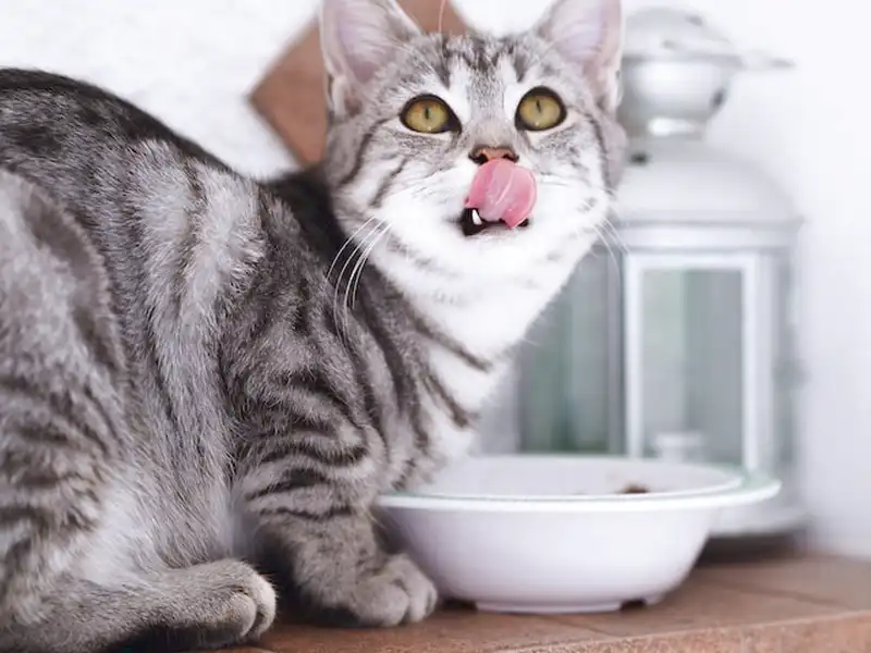 Torrt kattfoder spannmålsfritt