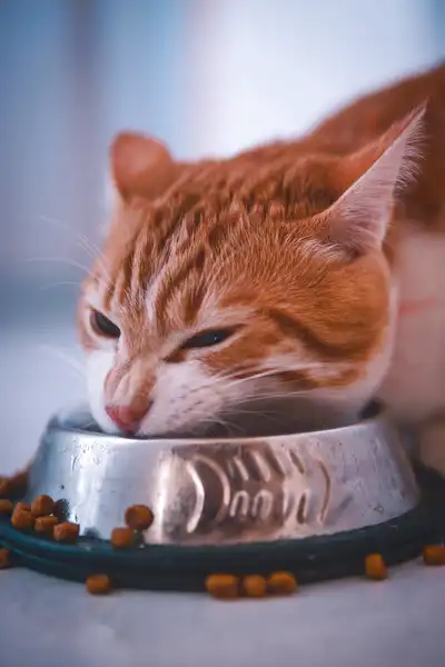 Nourriture sèche pour chat (sans céréales)