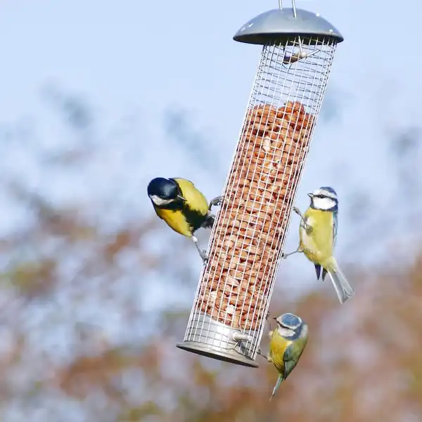 alimentador de pájaros
