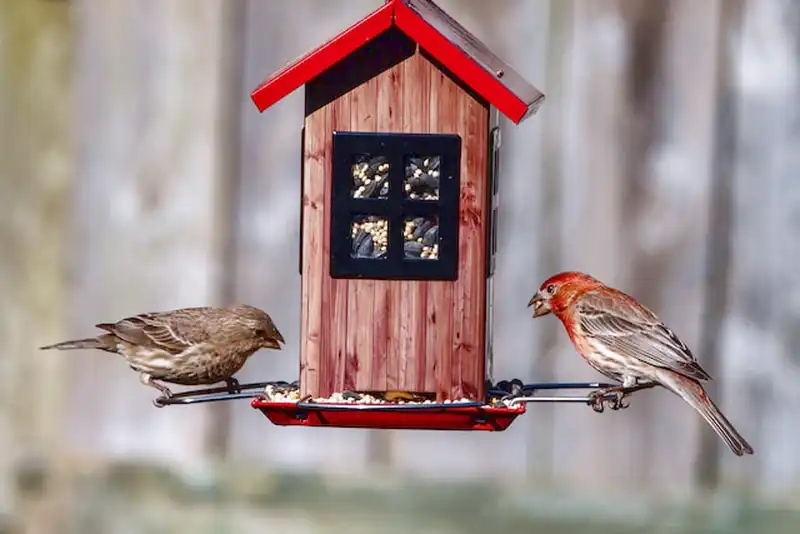 alimentador de pájaros