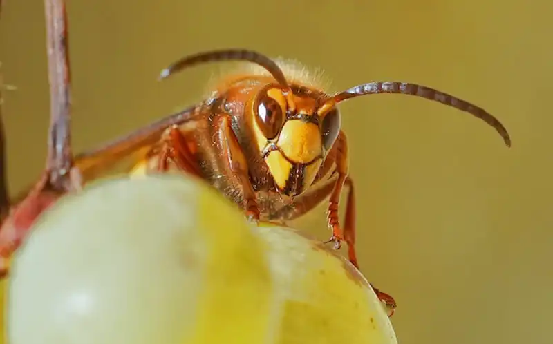 schiuma di vespa
