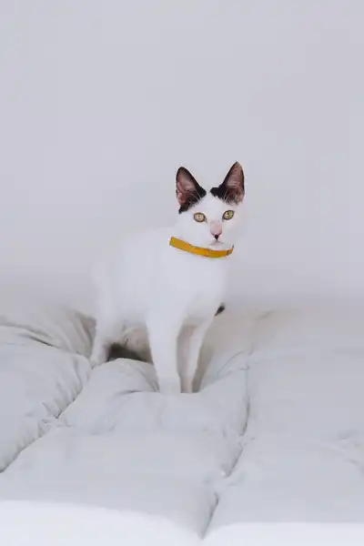 Collier à tiques (chats)