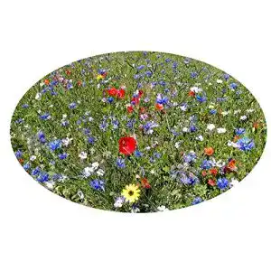 Blumenwiese samen saatzucht bardowick 4061369338834 saathelfer bunt
