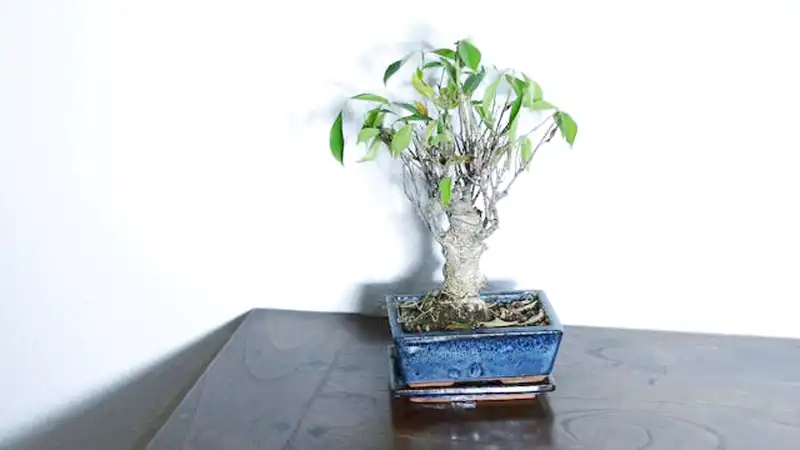 bonsai soil