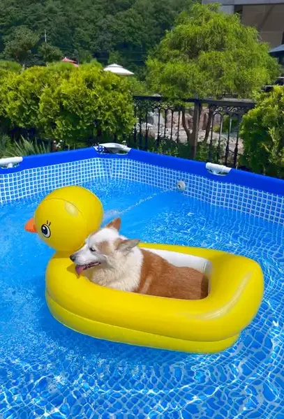Собака бассейн