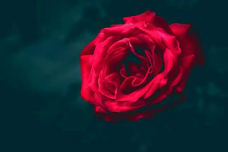 Rose gjødsel