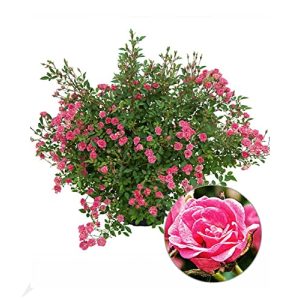 Balkonpflanzen winterhart BALDUR Garten Lilly Rose® "Wonder5" - balkonpflanzen winterhart baldur garten lilly rose wonder5