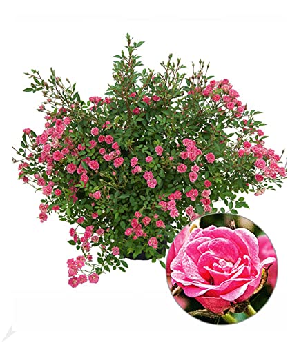 Balkonpflanzen winterhart BALDUR Garten Lilly Rose® “Wonder5”