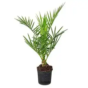 Balkonpflanzen winterhart bloomique phoenix canariensis