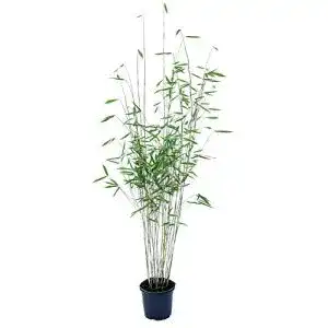 Balkonpflanzen winterhart greenone schwarzer bambus
