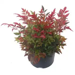 Balkonpflanzen winterhart harros pflanzenwelt nandina domestica