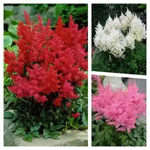Balkonpflanzen winterhart stauden gaenge 3 x astilbe arendsii
