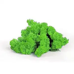 Moos sphagnum shop com echtes deko rentierflechte 100 gr in hellgruen