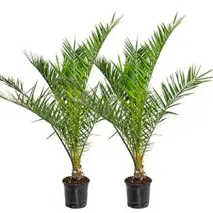 Winterharte palmen bloomique 2x phoenix canariensis kanarische