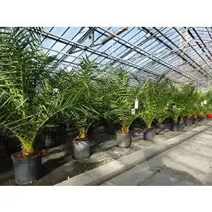 Winterharte palmen gruenwaren jakubik palme 90 120 cm phoenix