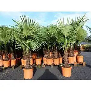 Winterharte palmen gruenwaren jakubik xxl palme winterhart