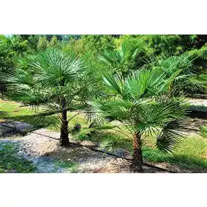 Winterharte palmen lifestyle hamburg trachycarpus fortunei