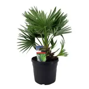 Winterharte palmen plant in a box chamaerops vulcano