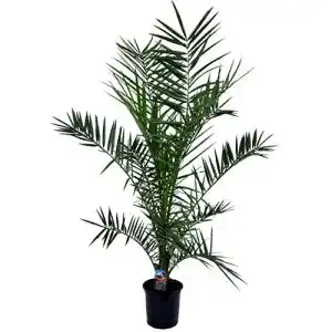 Winterharte Palmen