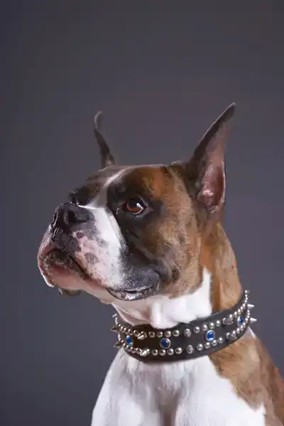 Hundehalsband_3