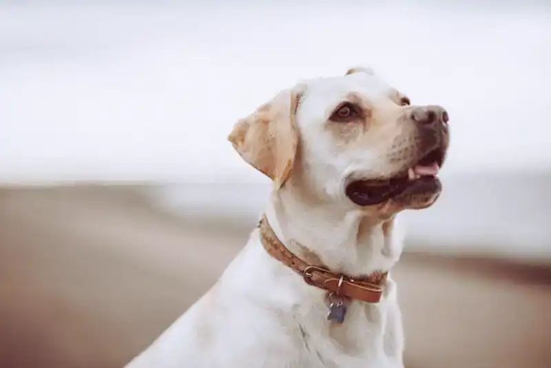 Hundehalsband_4 Hundehalsband_4