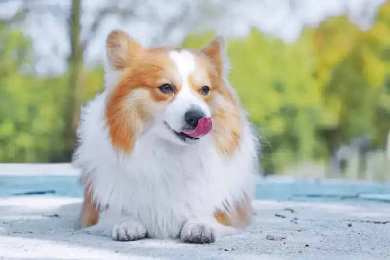 Hundeklappe_1