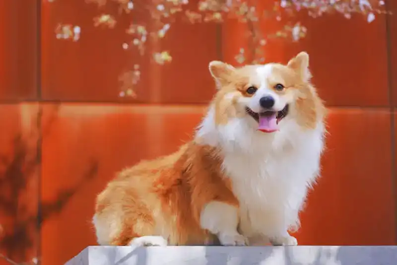 Hundeklappe_2