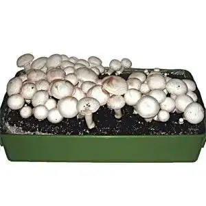 Pilzkultur baldur garten weisse edel champignons pilzzucht