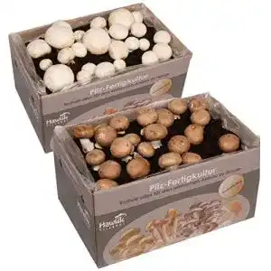 Pilzkultur hawlik pilzbrut 2x champignon mix klein