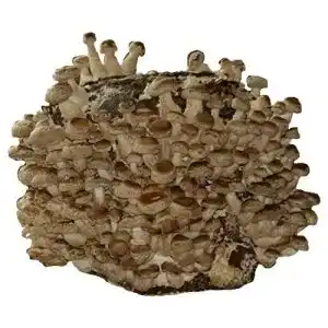 Pilzkultur hawlik pilzbrut bio shiitake kultur zum selber zuechten